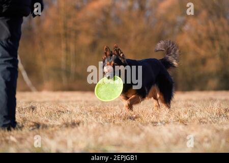 Chien de race, berger bohémien. Chien noir et marron, berger poilu en action, récupérer un disque actif vert. Chien de famille actif dans les jeux d'entraînement Banque D'Images