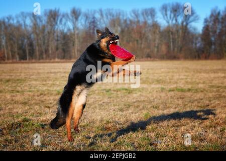 Chien de race, berger bohémien. Chien noir et marron, berger poilu en action, sautant pour attraper un disque actif rouge. Chien de famille actif dans le jeu d'entraînement Banque D'Images