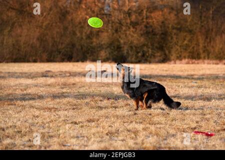 Berger bohémien, chien de race. Chien noir et marron, berger poilu en action, sautant pour attraper un disque actif vert. Chien de famille actif en entraînement ga Banque D'Images