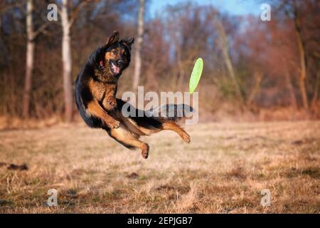 Berger bohémien, chien de race. Chien noir et marron, berger poilu en action, sautant pour attraper un disque actif vert. Chien de famille actif en entraînement ga Banque D'Images