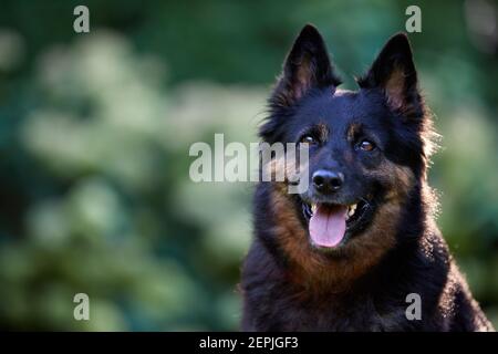 Portrait de chien berger bohème poilu, de race pure, avec des marques de couleur noire et brune typiques. Chien actif avec la langue sortie. Race de chien originaire de Tchéquie. Banque D'Images