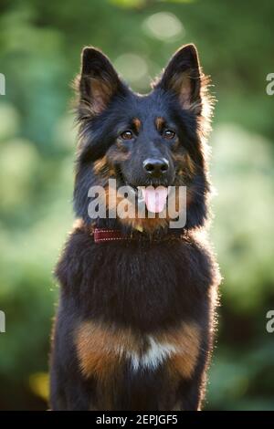 Portrait de chien berger bohème poilu, de race pure, avec des marques de couleur noire et brune typiques. Chien actif avec la langue sortie. Race de chien originaire de Tchéquie. Banque D'Images