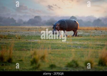 Paysage africain avec animaux. Hippo, Hippopotamus amphibius sur les plaines vertes de la rivière Zambèze contre le ciel coloré de coucher de soleil, regardant vers la caméra Banque D'Images