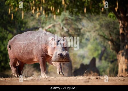 Hippo, Hippopotamus amphibius, angle bas, vue directe de gros taureau hippopotame paître sur la rive. Situation dangereuse lors de la photographie d'animaux sauvages. Prise de diagnostic automatique Banque D'Images