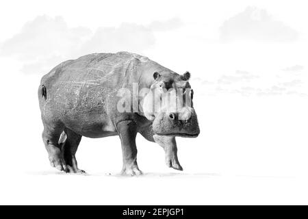 Isolé sur fond blanc, artistique, noir et blanc photo d'africain Hippopotamus, Hippopotamus amphibius, angle bas, vue directe de gros taureau hippopotame stari Banque D'Images