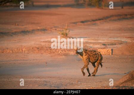 Hyena tachetée, Crocuta crocuta sur une plaine rocheuse éclairée par le soleil tôt le matin. Gros plan, photographie de la faune sous angle. Prédateur africain. safar à pied Banque D'Images
