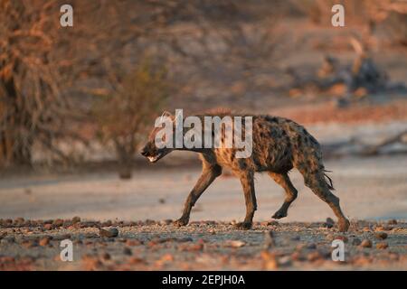 Hyena tachetée, Crocuta crocuta sur une plaine rocheuse éclairée par le soleil tôt le matin. Gros plan, photographie de la faune sous angle. Prédateur africain. safar à pied Banque D'Images