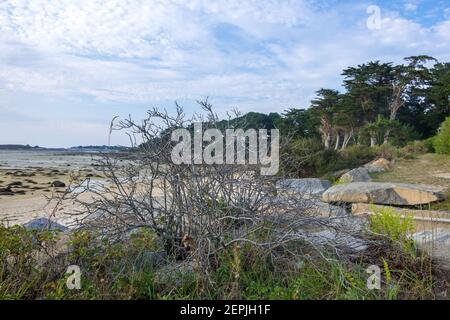 Vue panoramique sur la côte atlantique avec arbre mort Rive de la Manche près de la ville de Pleumeur-Bodou en Bretagne Dans le nord-ouest de la France Banque D'Images