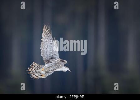 Oiseau de proie volant, Northern Gooshawk, Accipiter gentilis, femelle isolée, rapateur avec ailes étirées volant en hiver contre l'épinette floue pour Banque D'Images