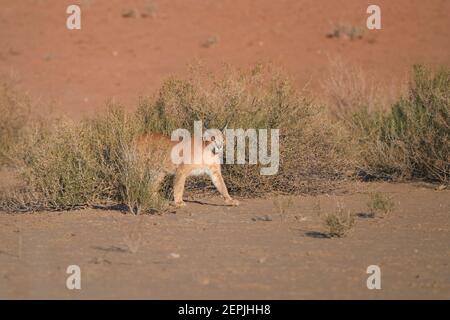 Gros plan sauvage Caracal, timide lynx du désert dans un environnement aride typique contre les dunes rougeâtres du parc transfrontier de Kgalagadi. Banque D'Images