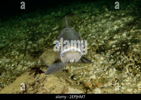 Salmo trutta lacustris, truite de mer, Gosausee (lac Gosau), Autriche Banque D'Images