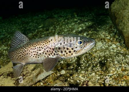 Salmo trutta lacustris, truite de mer, Gosausee (lac Gosau), Autriche Banque D'Images