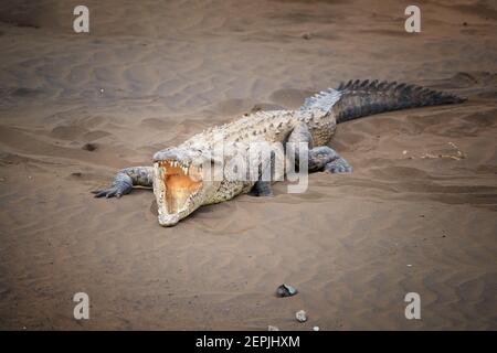 Crocodile américain, Crocodylus acutus avec bouche ouverte, montrant des thé, se détendre sur la plage de sable de Rio Tarcoles. Crocodile dans son natura Banque D'Images