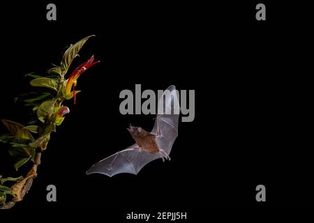 Chauve-souris nectar orange, Lonchophylla robusta. Cliché de nuit d'une chauve-souris en vol suçant le nectar des fleurs nocturnes. Forêt tropicale du Costa Rica. Banque D'Images