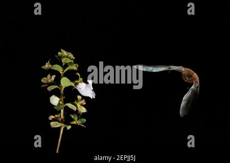 Isolé sur le noir, le robusta Lonchophylla, la chauve-souris à nectar orange, l'animal volant nocturne, se nourrissant du nectar de fleurs tropicales. Vue avant. Flash de nuit p Banque D'Images