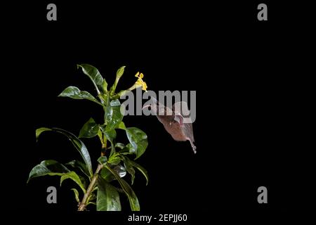 Isolé sur des chauves-souris noires, Lonchophylla robusta, nectar orange, se nourrissant sur le nectar par la longue langue de la fleur tropicale. Vue latérale. Photographie avec flash de nuit. Banque D'Images