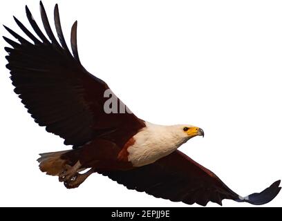 Isolé sur fond blanc, aigle à poissons africains, Haliaeetus vocifer volant avec des ailes surtendues. Rapaleur africain, animal sauvage. Inondation de la rivière Zambèze Banque D'Images