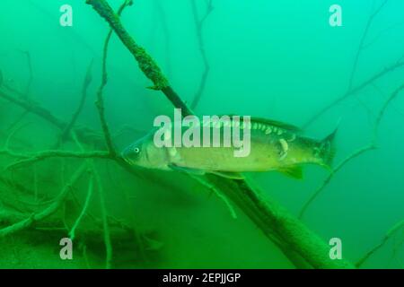 Cyprinus carpio, carpe européenne ou carpe commune, Saint-Kanzian am Klopeiner See, Lac Klopein, Autriche Banque D'Images