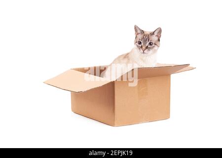 Le chat tabby domestique est assis dans une boîte en carton. Isolé sur un fond blanc. Le concept du courrier, de la livraison et de l'expédition Banque D'Images