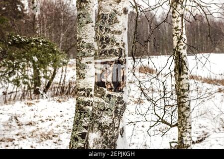 Troncs de bouleau véritable avec écorce sur fond de paysage d'hiver Banque D'Images