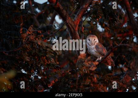 Belle chouette de Barn, Tyto alba dans le dernier, rayons rouges du soleil. Un hibou sauvage qui se fixe directement à la caméra éclairée par le coucher de soleil rouge. Banque D'Images