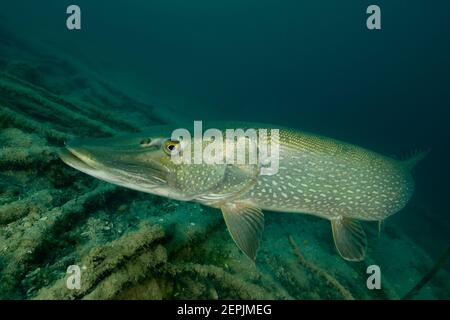 Esox lucius, Grand brochet, Saint-Kanzian am Klopeiner See, Lac Klopein, Autriche Banque D'Images