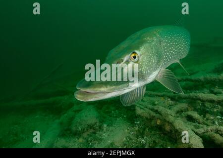 Esox lucius, Grand brochet, Saint-Kanzian am Klopeiner See, Lac Klopein, Autriche Banque D'Images