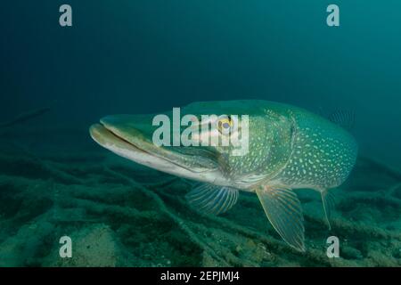 Esox lucius, Grand brochet, Saint-Kanzian am Klopeiner See, Lac Klopein, Autriche Banque D'Images