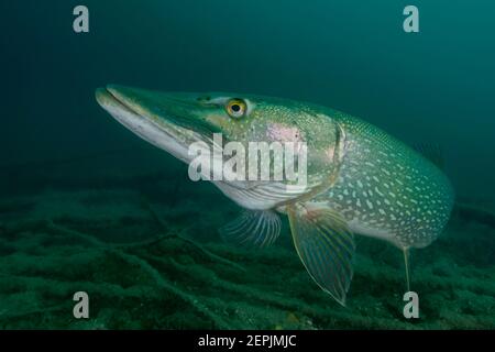 Esox lucius, Grand brochet, Saint-Kanzian am Klopeiner See, Lac Klopein, Autriche Banque D'Images