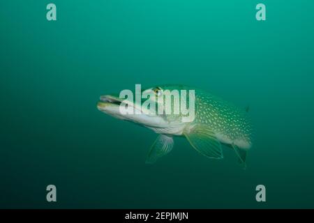 Esox lucius, Grand brochet, Saint-Kanzian am Klopeiner See, Lac Klopein, Autriche Banque D'Images