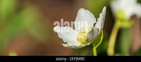 Bannière avec fleur de chellebore blanc ou rose de Chirstman devant d'un fond vert au printemps Banque D'Images