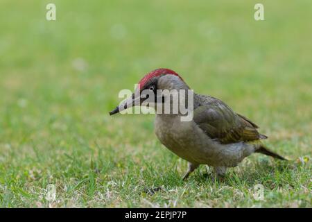 Pic vert juvénile [ Picus viridis ] sur la pelouse Banque D'Images