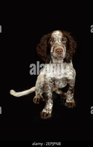 Chiot Cocker sur fond noir isolé Banque D'Images