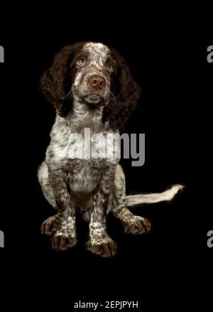 Chiot Cocker sur fond noir Banque D'Images