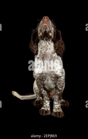 Chiot de l'épagneul cocker sur fond noir isolé Banque D'Images