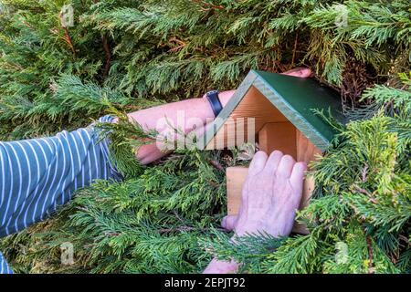 Femme qui pose une boîte à oiseaux ouverte dans une haie de jardin. Banque D'Images