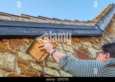 Femme fixant la boîte de nidification d'oiseau sous les avant--toits de la maison. Banque D'Images