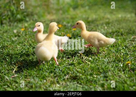 Trois petites gaines aérées en extérieur. Les petits canards jaunes sur l'herbe verte du printemps découvre la vie. Agriculture biologique, droits des animaux, retour à la nature conc Banque D'Images