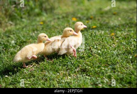 Trois petites gaines aérées en extérieur. Les petits canards jaunes sur l'herbe verte du printemps découvre la vie. Agriculture biologique, droits des animaux, retour à la nature conc Banque D'Images