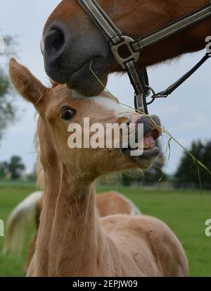 Portrait d'un mignon jeune palomino warmBlood crasse, grignotant sur une herbe accrochée de la bouche de sa mère, montrant ses petites dents. Banque D'Images