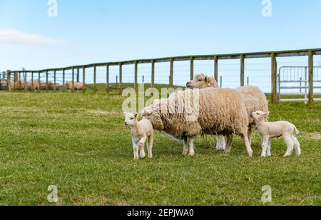 Le nouveau-né Shetland mouton la première fois dans le champ le jour de printemps avec des brebis, Lothian est, Ecosse, Royaume-Uni Banque D'Images