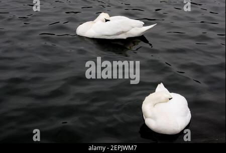 Deux cygnes blancs flottent sur un étang sombre et inky Banque D'Images