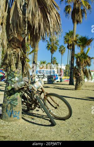 Vélos garés sur des palmiers couverts de graffitis à Venice Beach, Californie. Banque D'Images