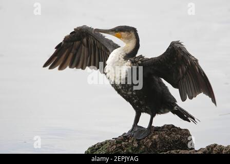 Cormorant à poitrine blanche (Phalacrocorax carbo lucidus) adulte debout sur des ébarbes de roche avec des ailes étalent le lac Awassa, en Éthiopie Avril Banque D'Images