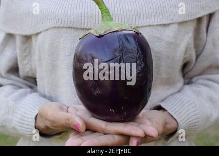 Femelle détenant un gros gros gros ingrédient de légumes violets brinjal ou aubergine asiatique utilisé dans le curry nord-indien appelé Baingan ka bharta. VE frais bio Banque D'Images