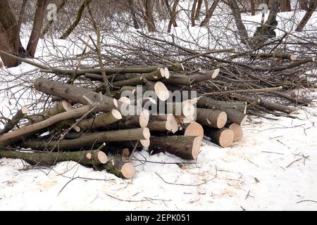 Beaucoup de troncs d'arbre sciés et de branches empilées dans un tas dans la forêt, en hiver, vue de côté Banque D'Images