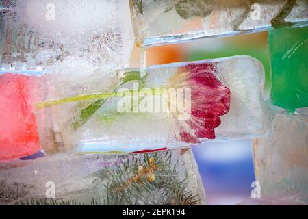 Fleur surgelée à l'intérieur de la brique de glace ou du bloc de glace de la boîte à lait Banque D'Images