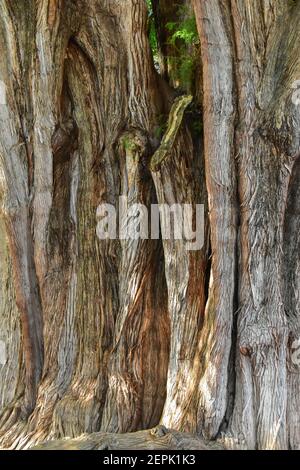 El Árbol del Tule, à Santa María del Tule, au Mexique, est l'un des plus grands arbres du monde Banque D'Images