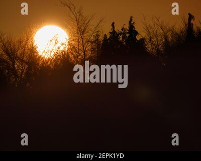 un lever de soleil doré qui s'infiltre au-dessus du sommet des arbres brumeux Banque D'Images