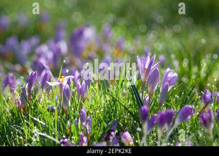 Météo au Royaume-Uni, Londres, 27 février 2021 : fleurs de crocus pourpres dans une pelouse, avec de la rosée étincelante sous un soleil éclatant. Anna Watson/Alay Live News Banque D'Images